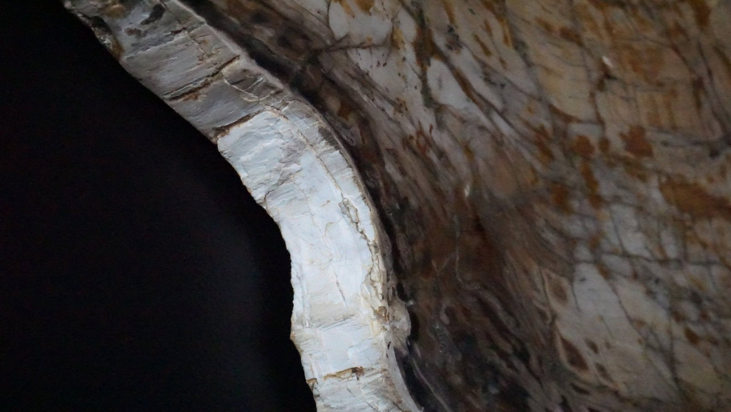 Brown Petrified Wood Slab Wall Hanging