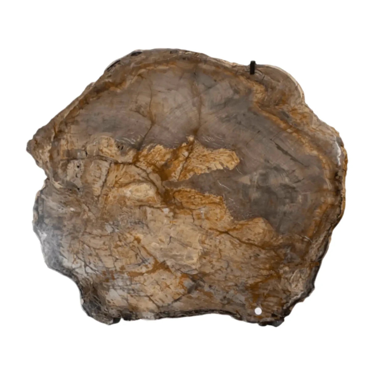 Brown Petrified Wood Slab Wall Hanging