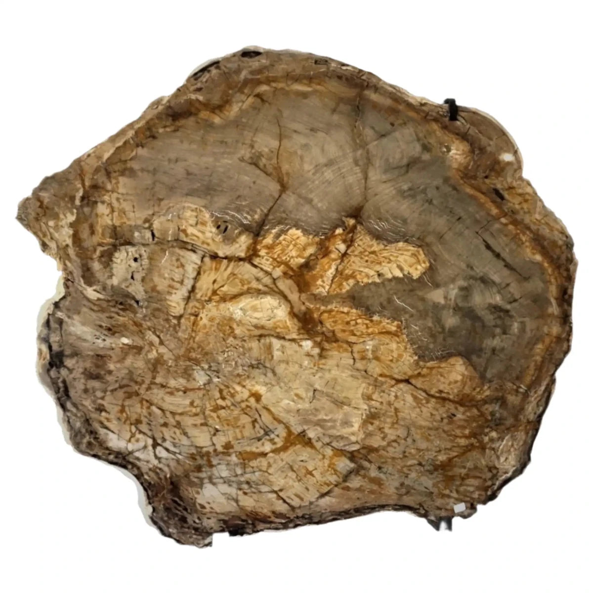 Brown Petrified Wood Slab Wall Hanging