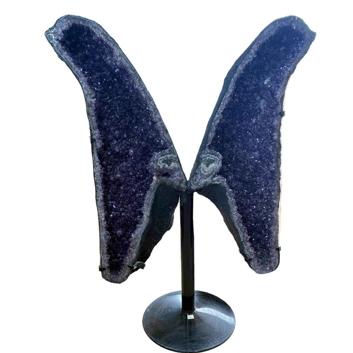 Front side of this very large amethyst butterfly wings.