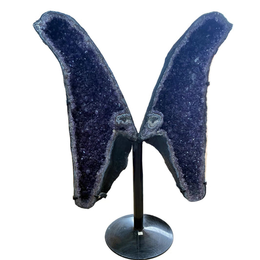 Front side of this very large amethyst butterfly wings.
