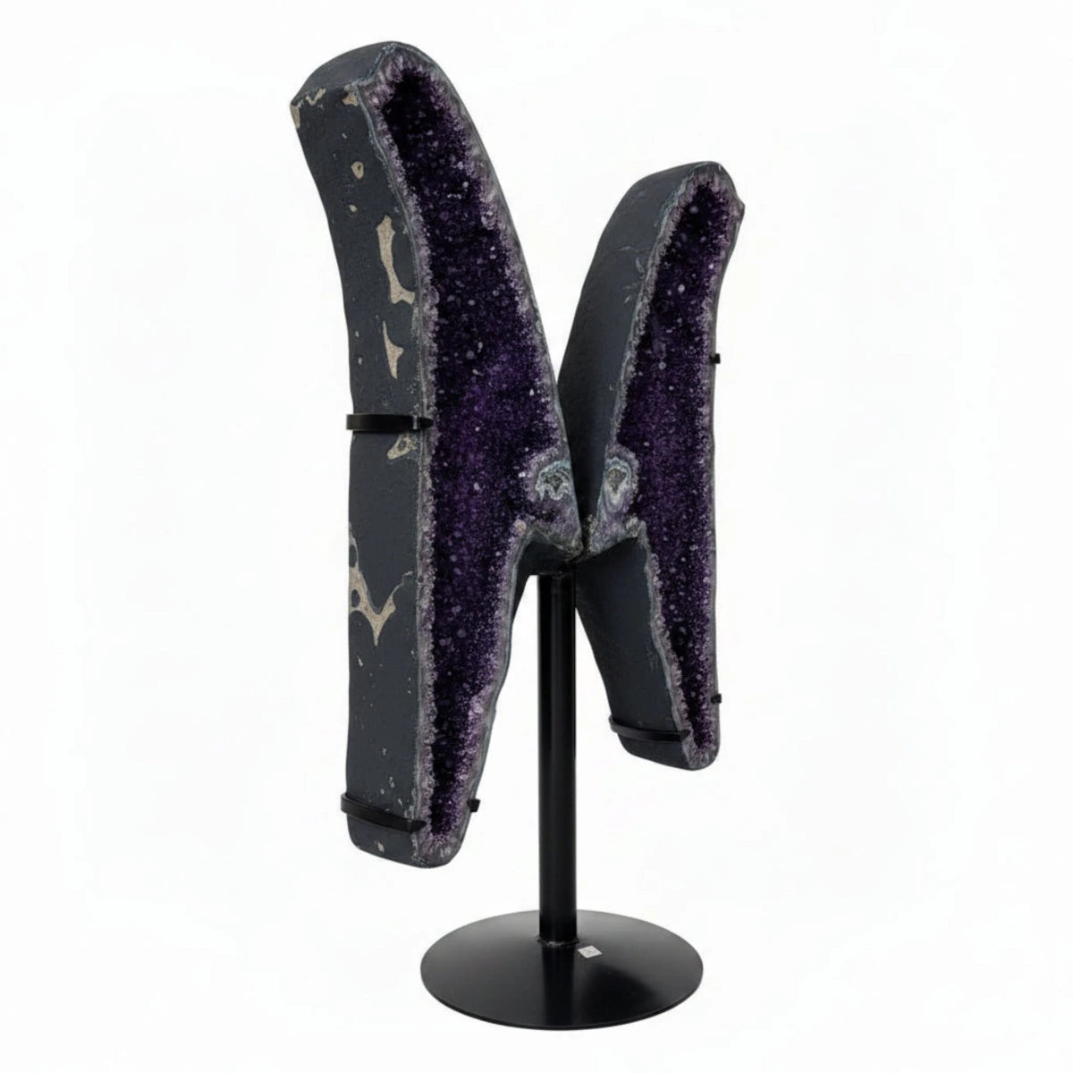 Left side view of this very large amethyst butterfly wings, in front of a white background,