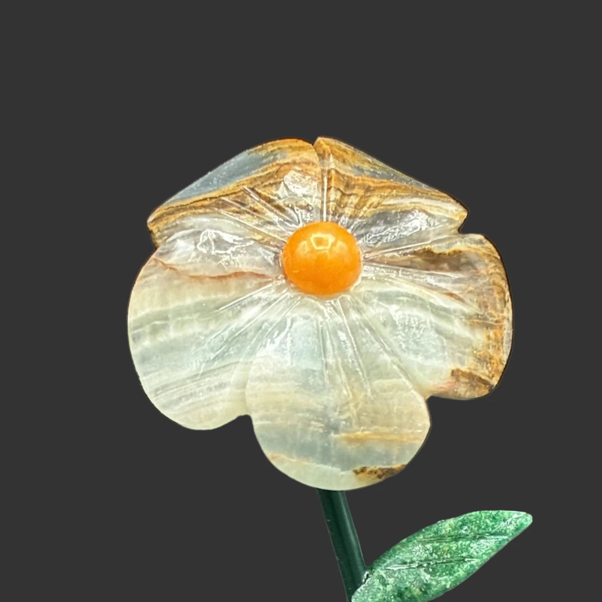 Close up of the blue onyx flower, in front of a black background.