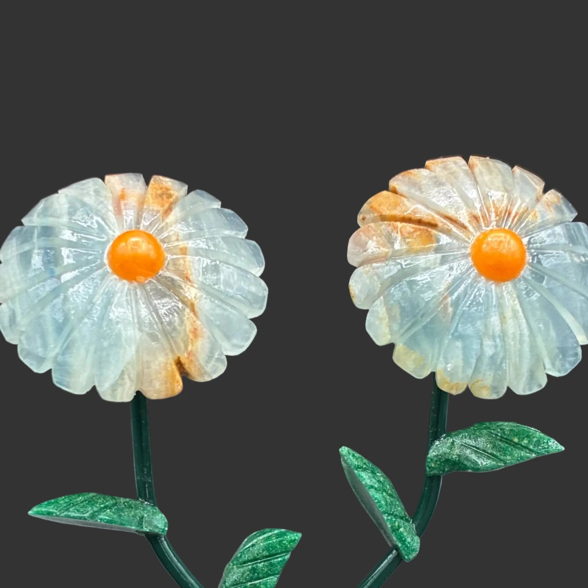 Close up of the blue onyx daisy flowers, in front of a black background.