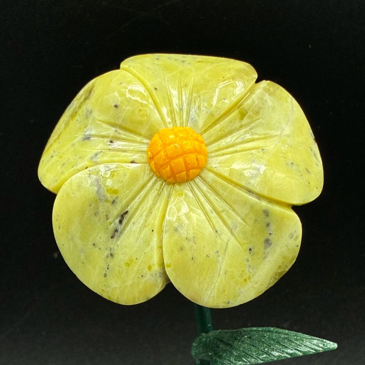 Close up of the green opal daisy flower, in front of a black background.