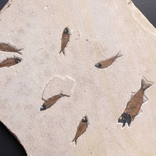 Load image into Gallery viewer, Close up of fossilized fish speciment 

