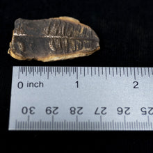 Load image into Gallery viewer, Small petrified leaf with ruler showing size
