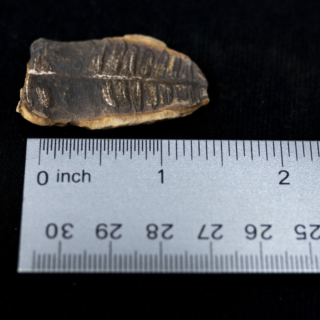 Small petrified leaf with ruler showing size