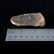 Load image into Gallery viewer, Medium Petrified Leaf
