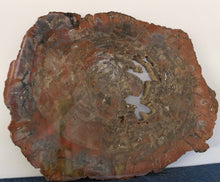 Load image into Gallery viewer, Arizona Petrified Wood Slice Colors are Red, Brown, Gray, Black and Cream
