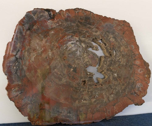 Arizona Petrified Wood Slice Colors are Red, Brown, Gray, Black and Cream