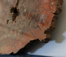 Load image into Gallery viewer, Close up of Redwood Petrified Wood Slice
