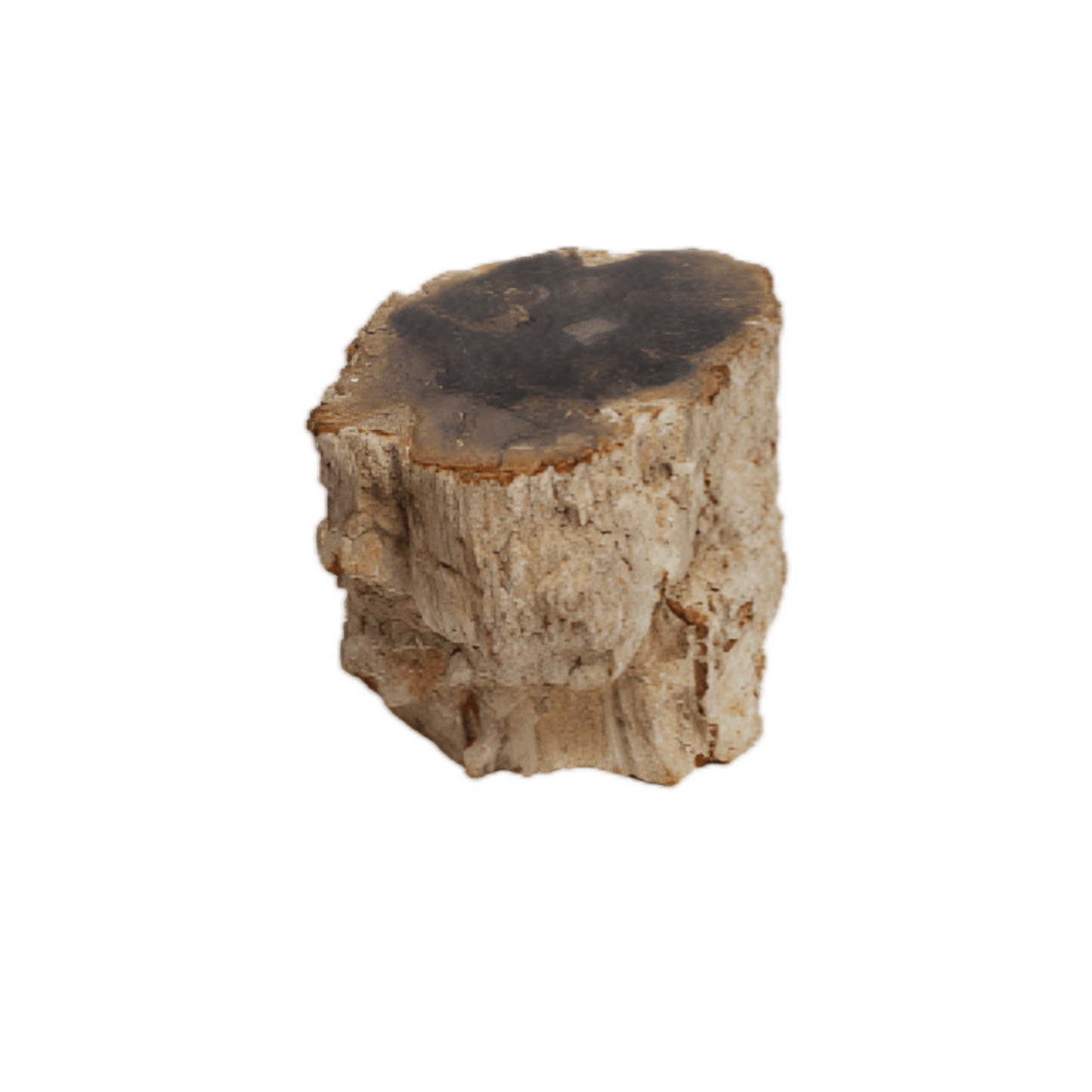 Custom Cut Petrified Wood Miniature Stump