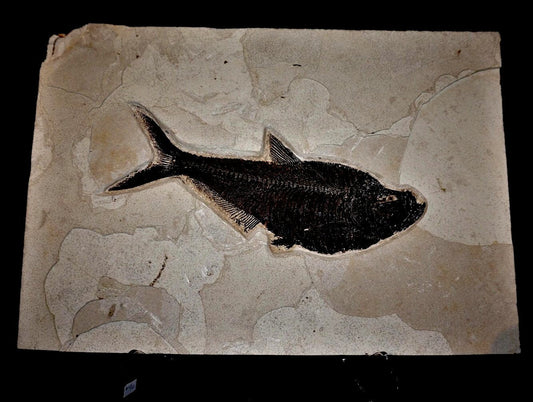 Fish Fossil Plate Wall Hanging Interior Design Fossil Near Me