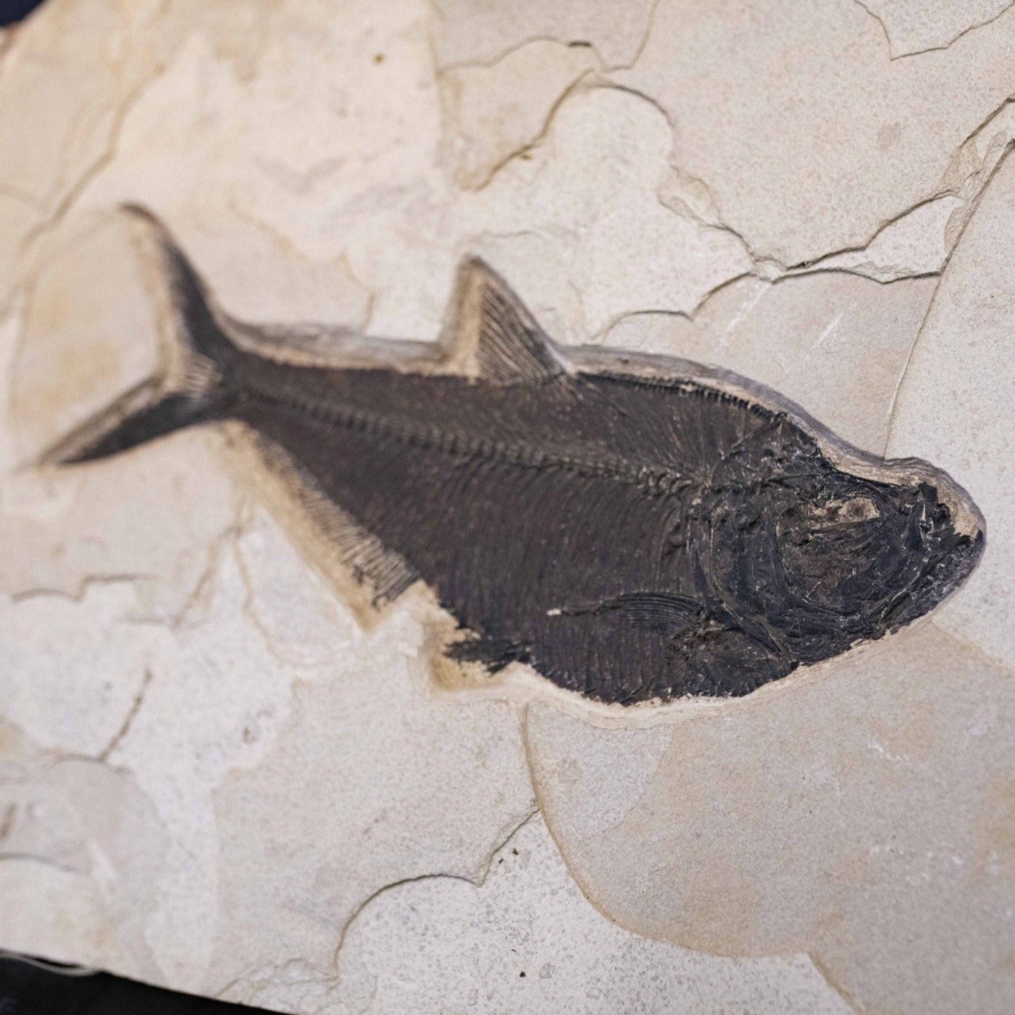 Fish Fossil Plate Wall Hanging Interior Design Fossil Near Me