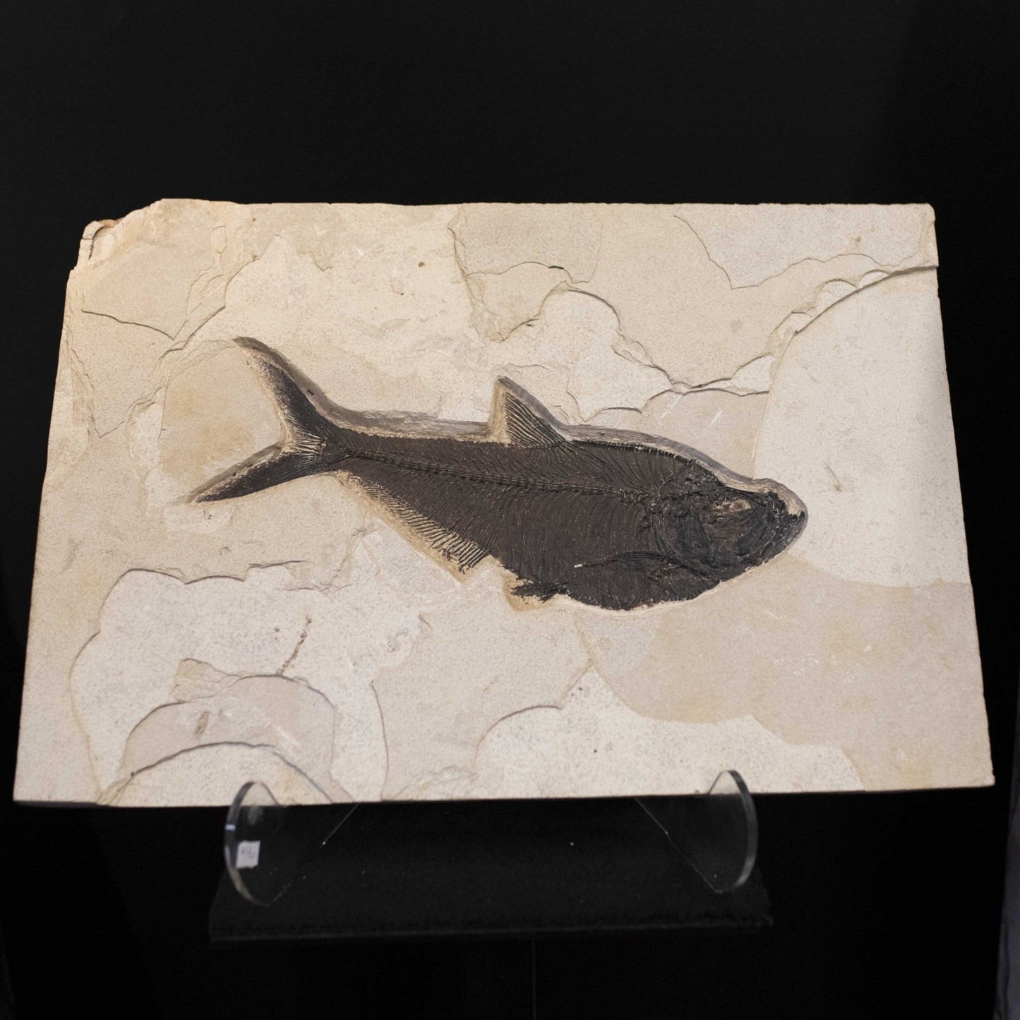 Fish Fossil Plate Wall Hanging Interior Design Fossil Near Me