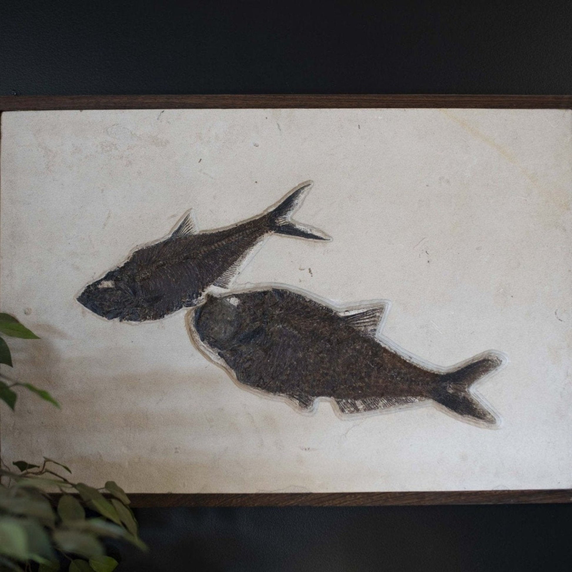 Fish Fossil Wall Hanging