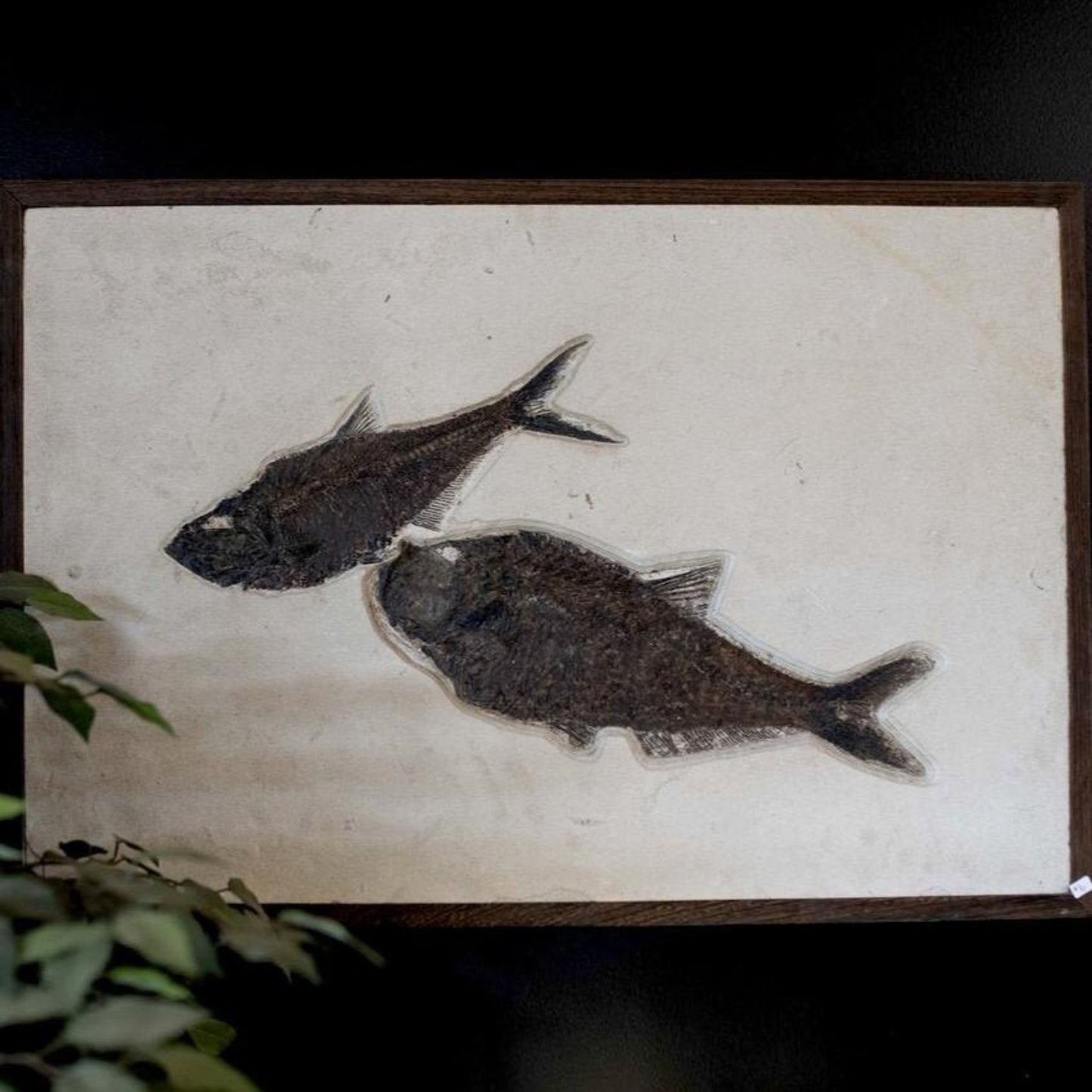 Fish Fossil Wall Hanging