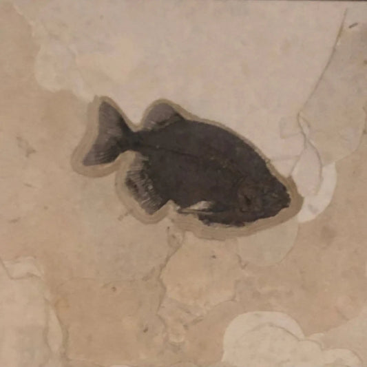Fossil Fish Body In Sediment Wall Hanging Natural