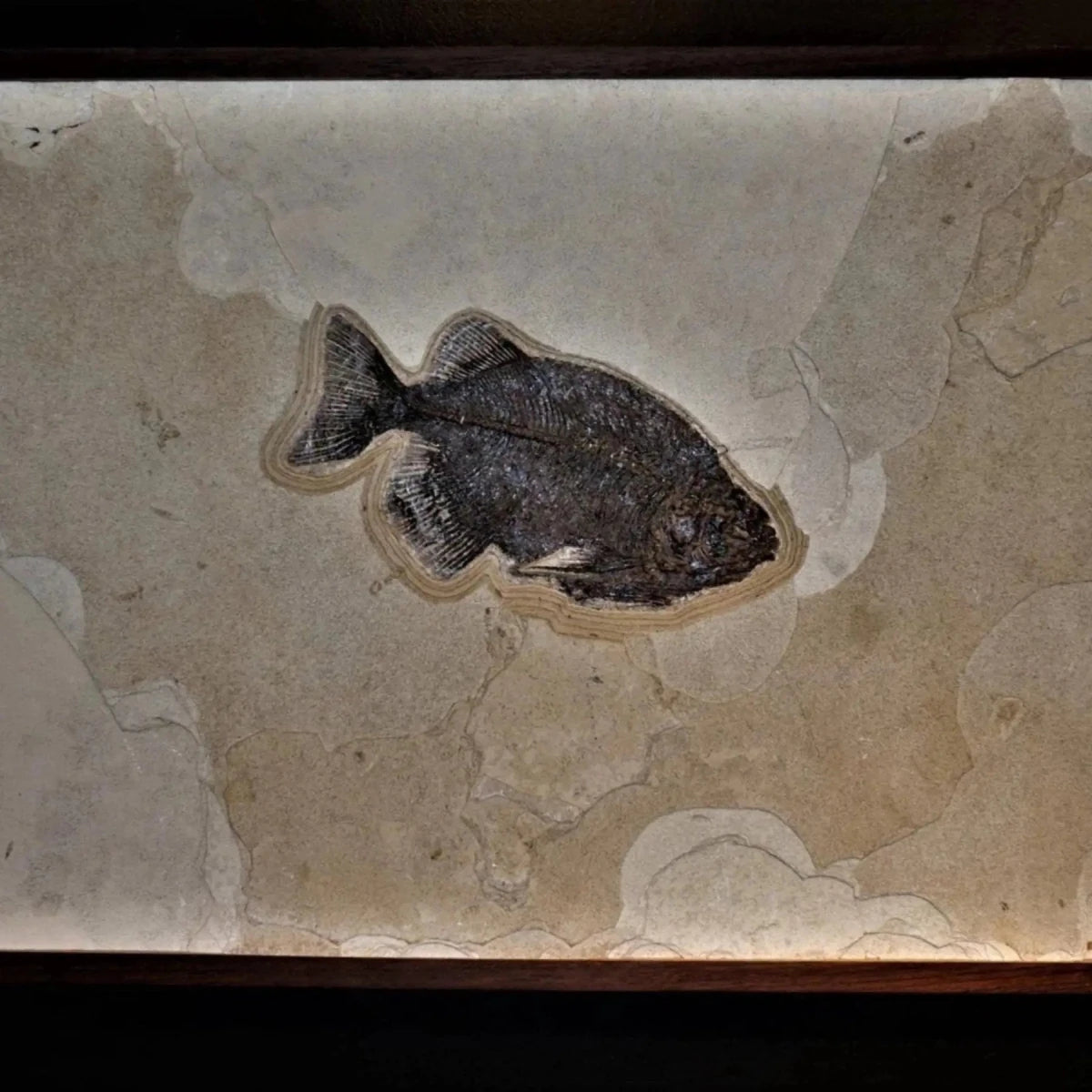 Green River Wyoming Fossil Fish Body