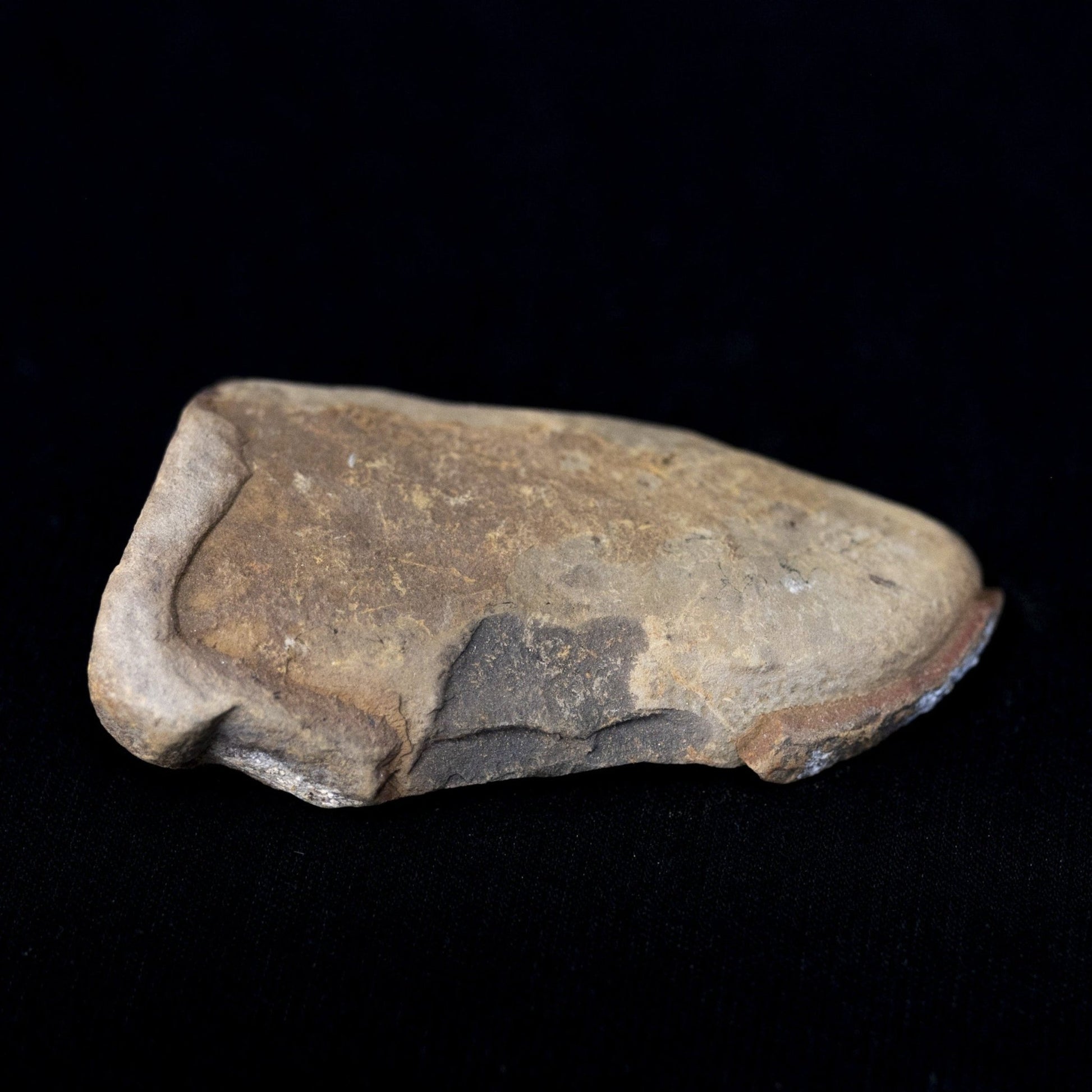 Fossil Leaf Rock Specimen