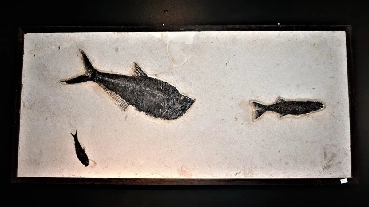 Fossil Of Fish Petrified Fish Wall Hanging Home Decor