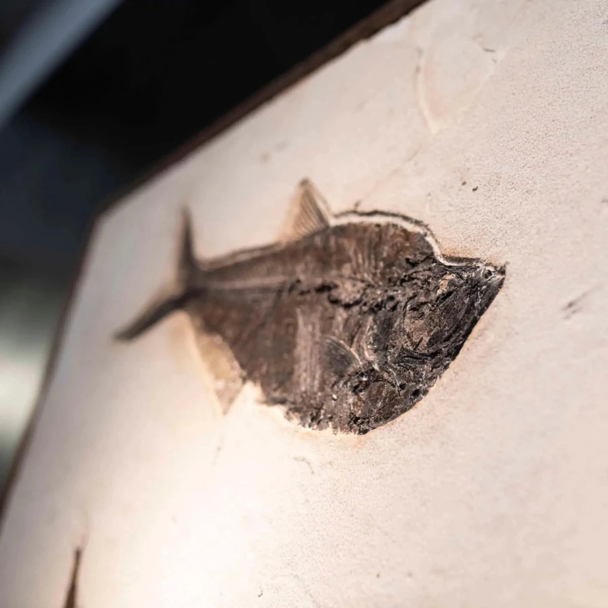 Fossil Of Fish Petrified Fish Wall Hanging Home Decor