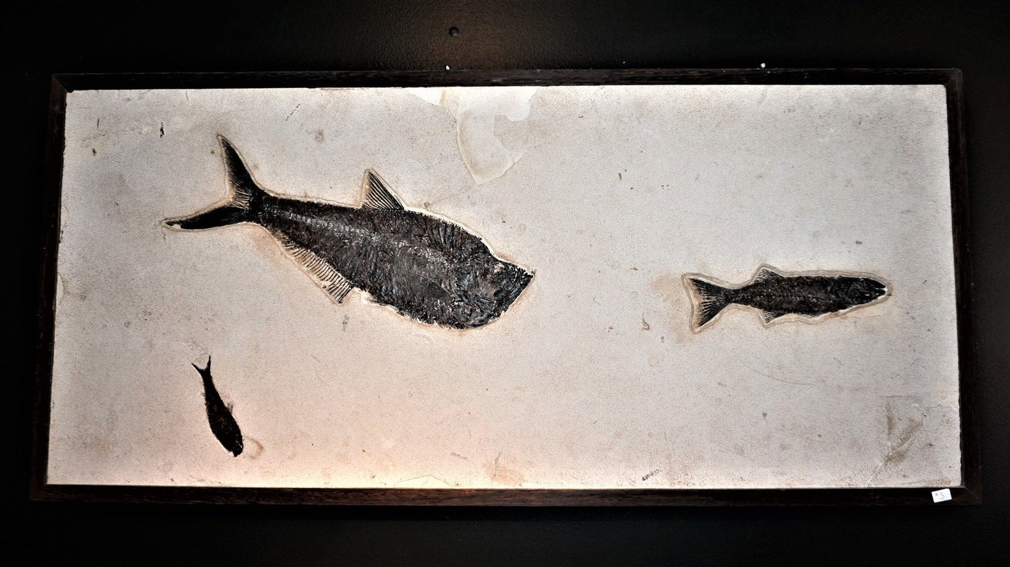 Fossil Of Fish Petrified Fish Wall Hanging Home Decor