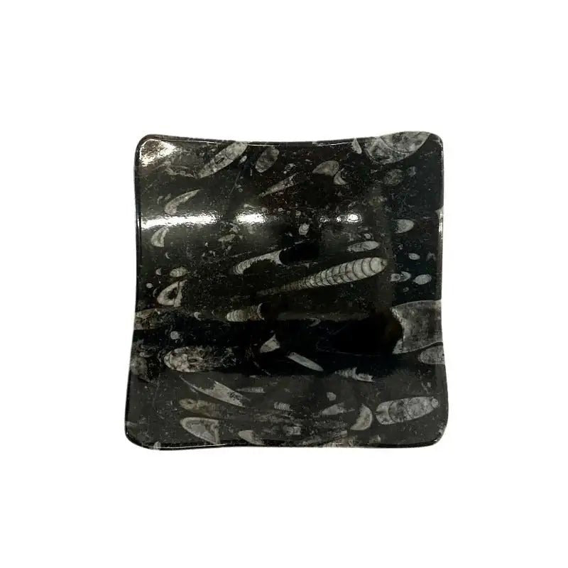 Fossil Plate Square Black Carved Stone top view