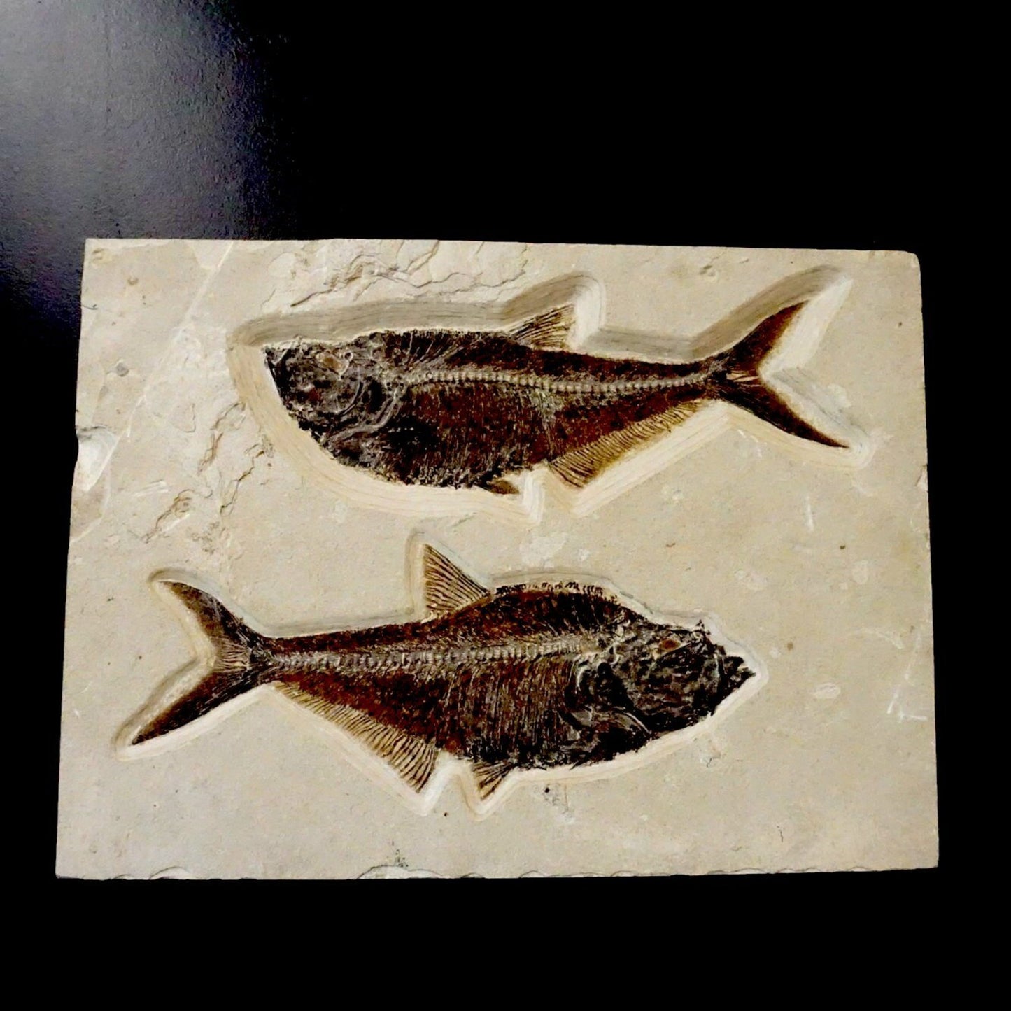 Fossilized Fish Wall Hanging