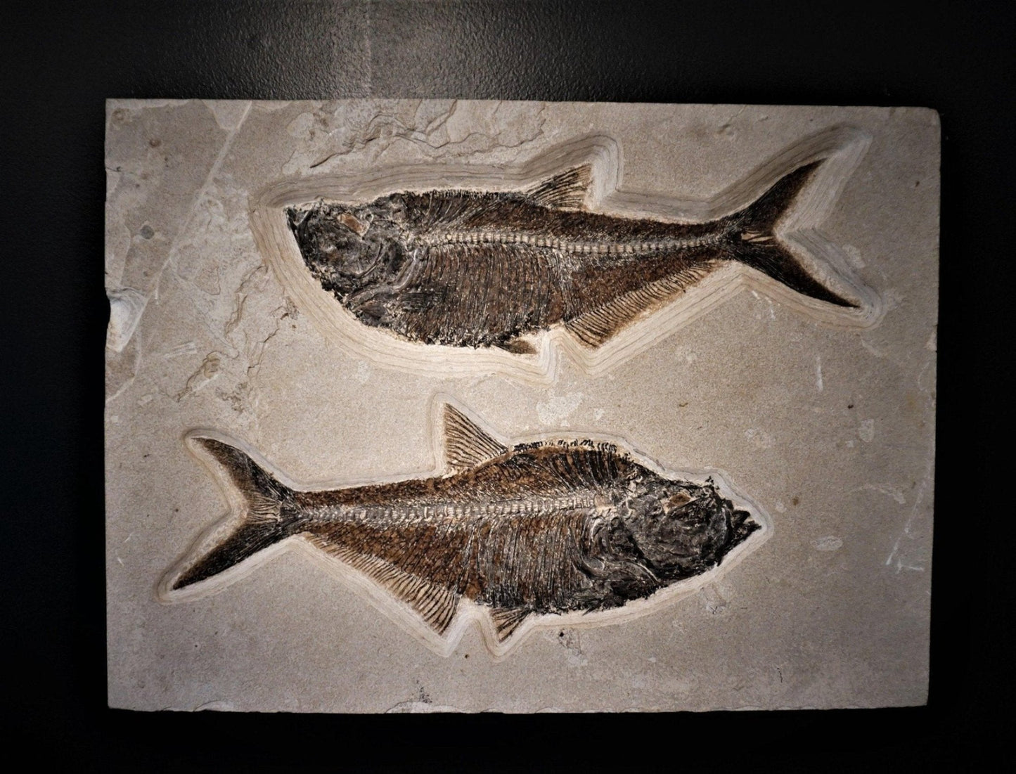 Fossilized Fish Wall Hanging