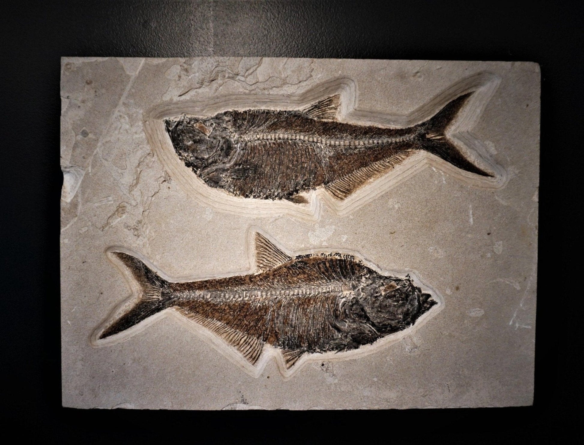 Fossilized Fish Wall Hanging