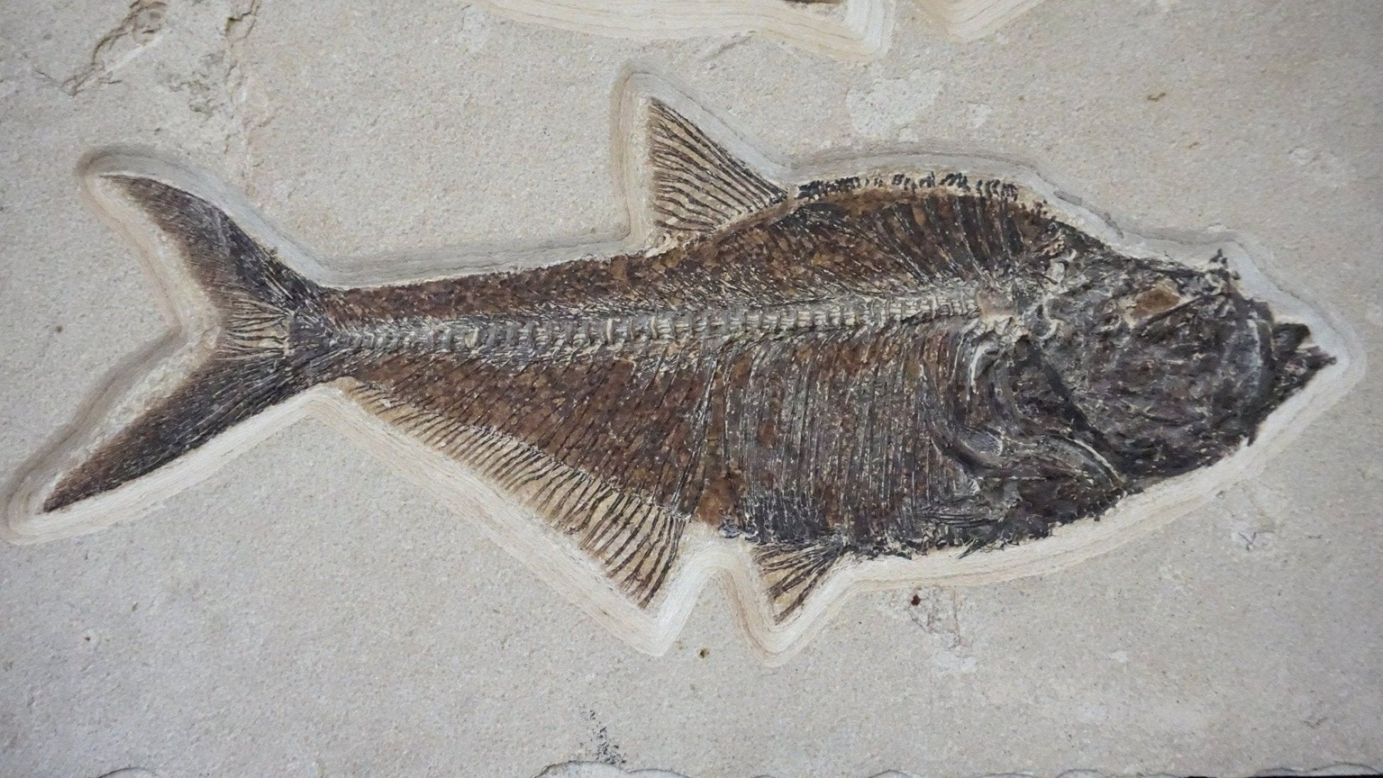 Fossilized Fish Wall Hanging