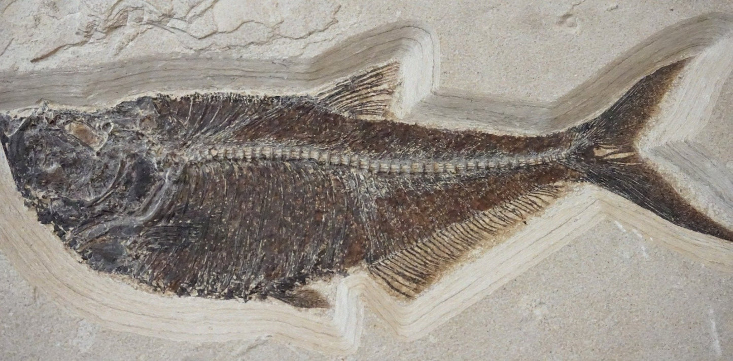 Fossilized Fish Wall Hanging