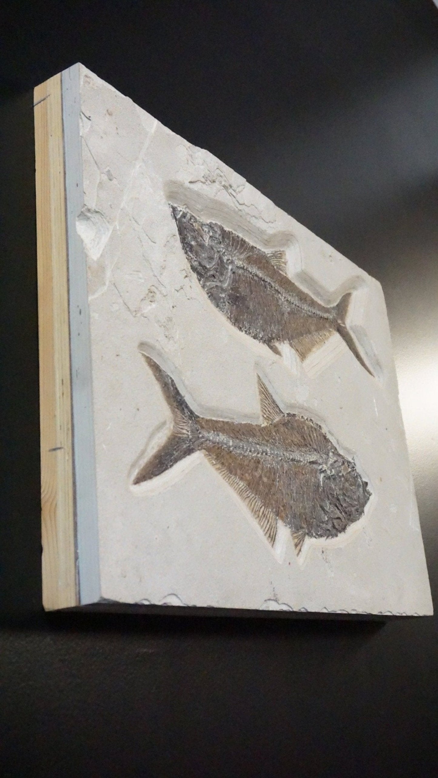 Fossilized Fish Wall Hanging