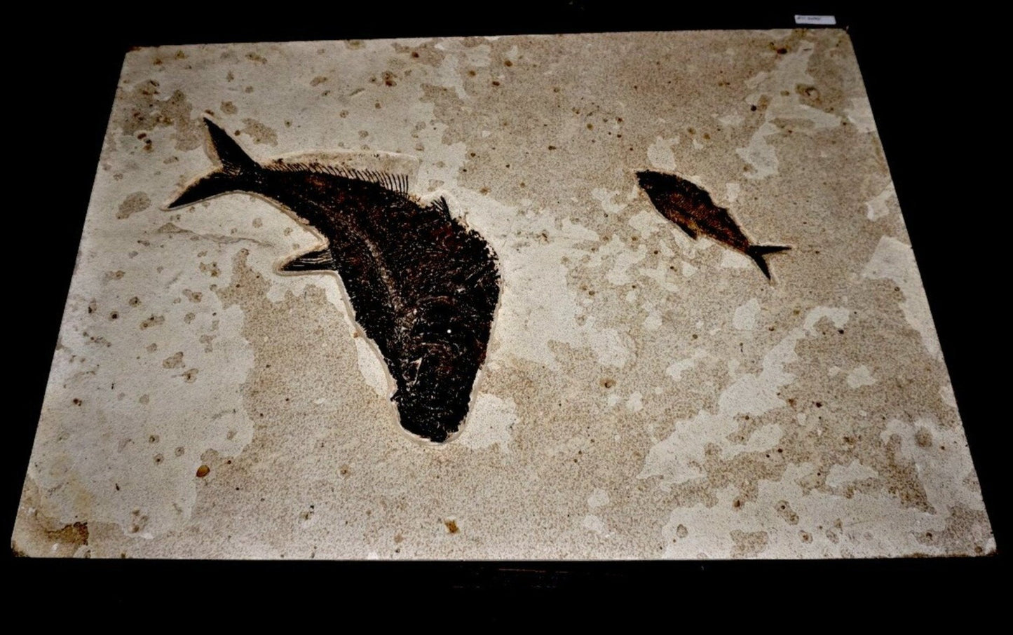 Framed Aquatic Vertabrate Fossils Green River Wyoming