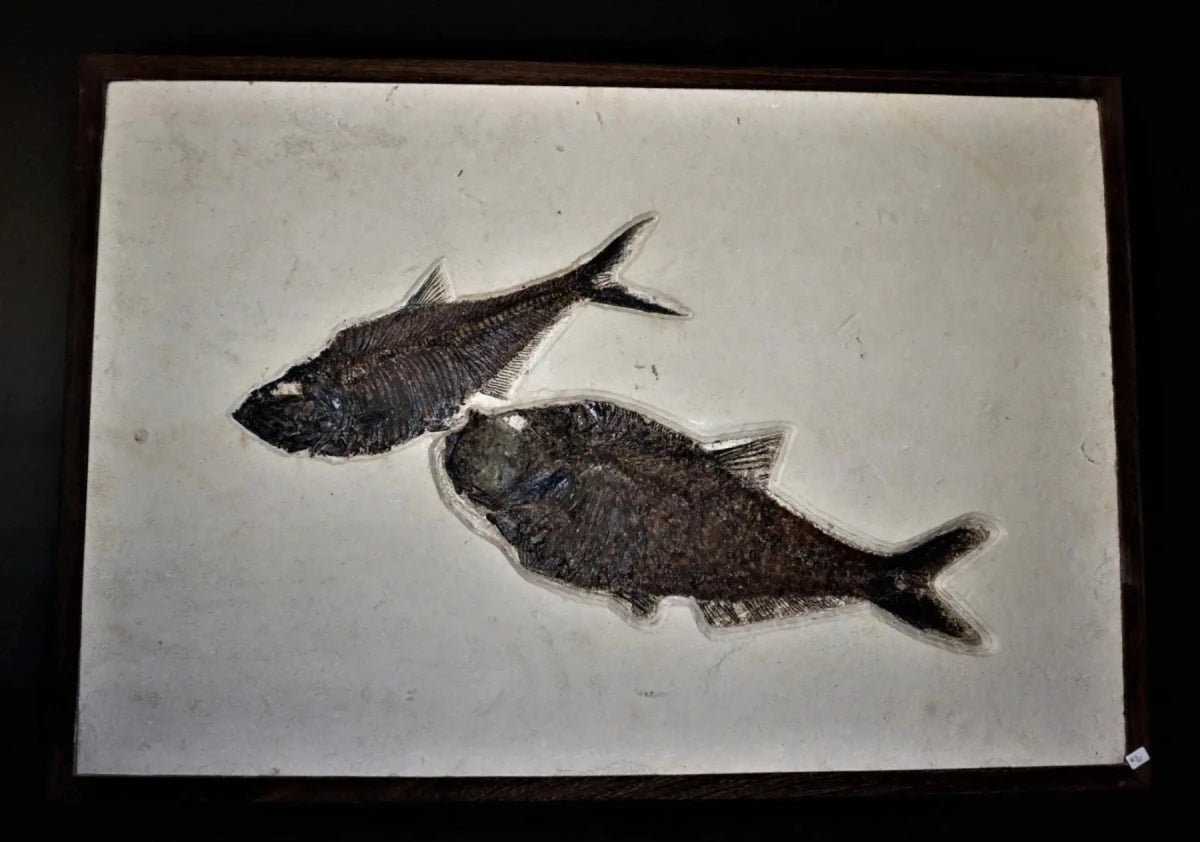 Sand Tone Two Fish Fossil Wall Hanging