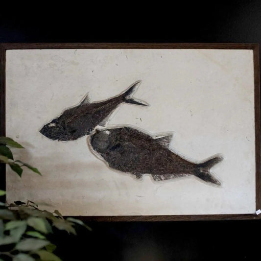 Two Fish Fossil Wall Hanging Sand Tone