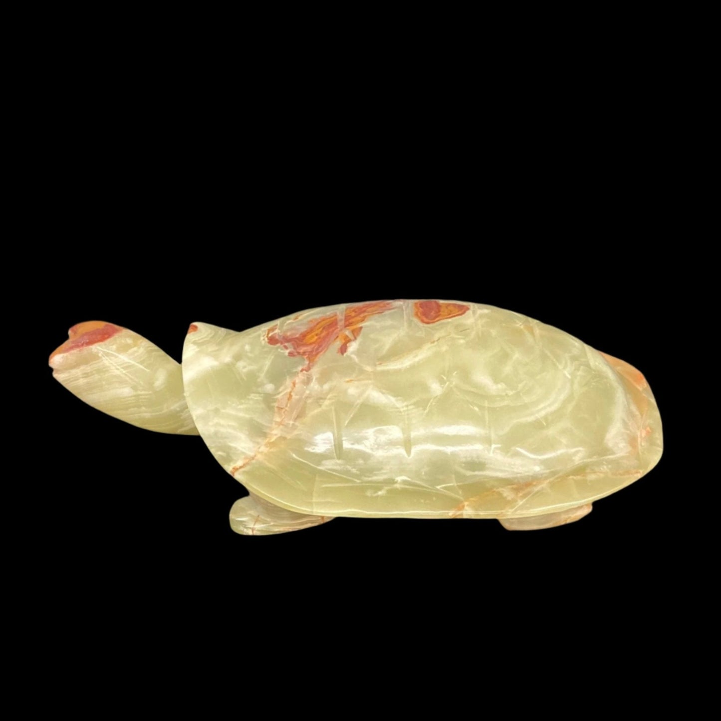 XXL Onyx turtle left side view