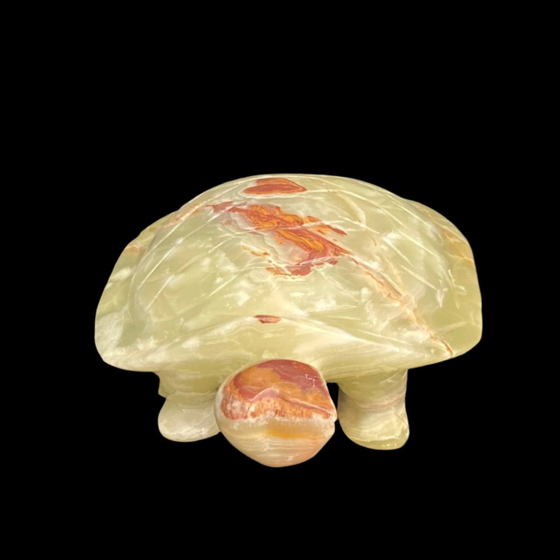 XXL Onyx turtle front view