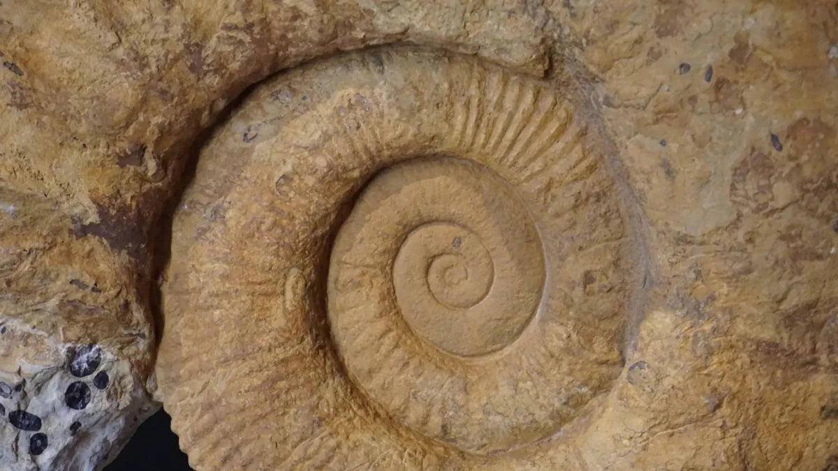 Close Up Large Ammonite Fossil For Sale Geological Relic