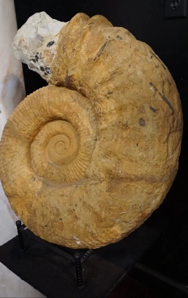 Large Ammonite Fossil For Sale Geological Relic