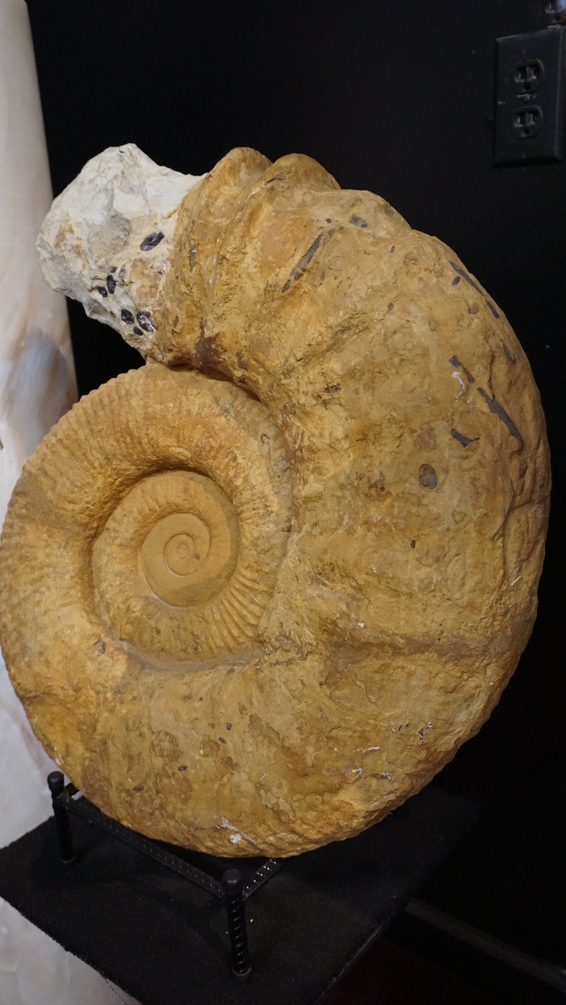 Large Ammonite Fossil For Sale Geological Relic