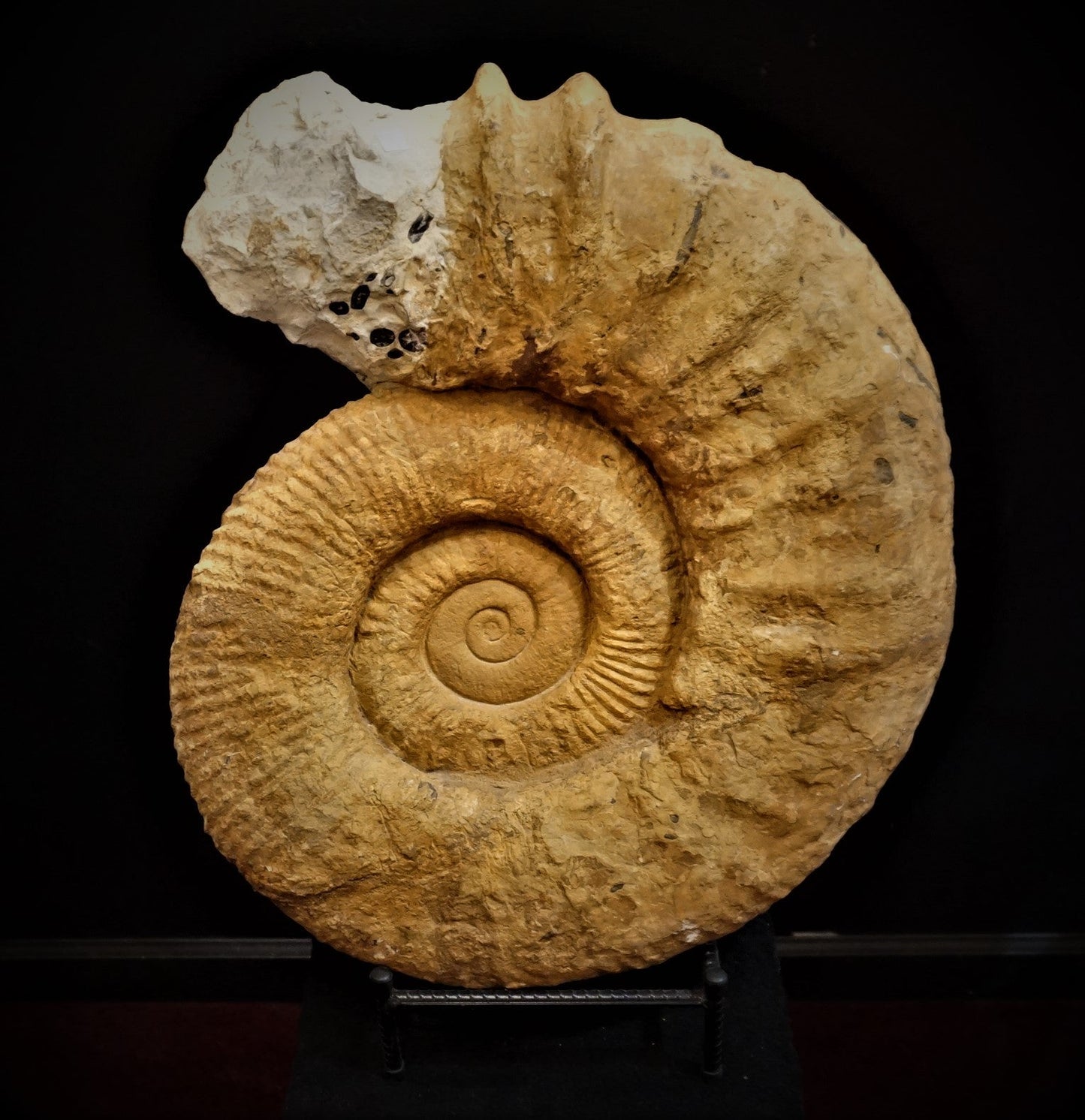 Large Ammonite Fossil For Sale Geological Relic