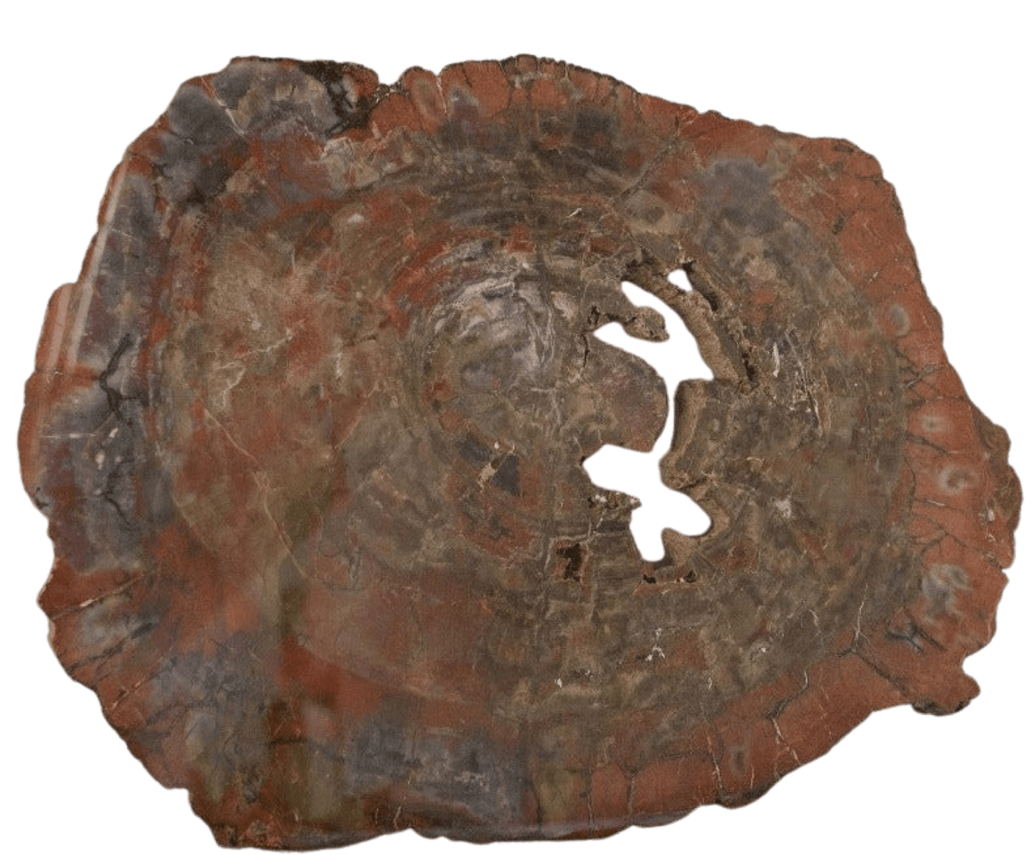 Large Arizona Petrified Wood Specimen