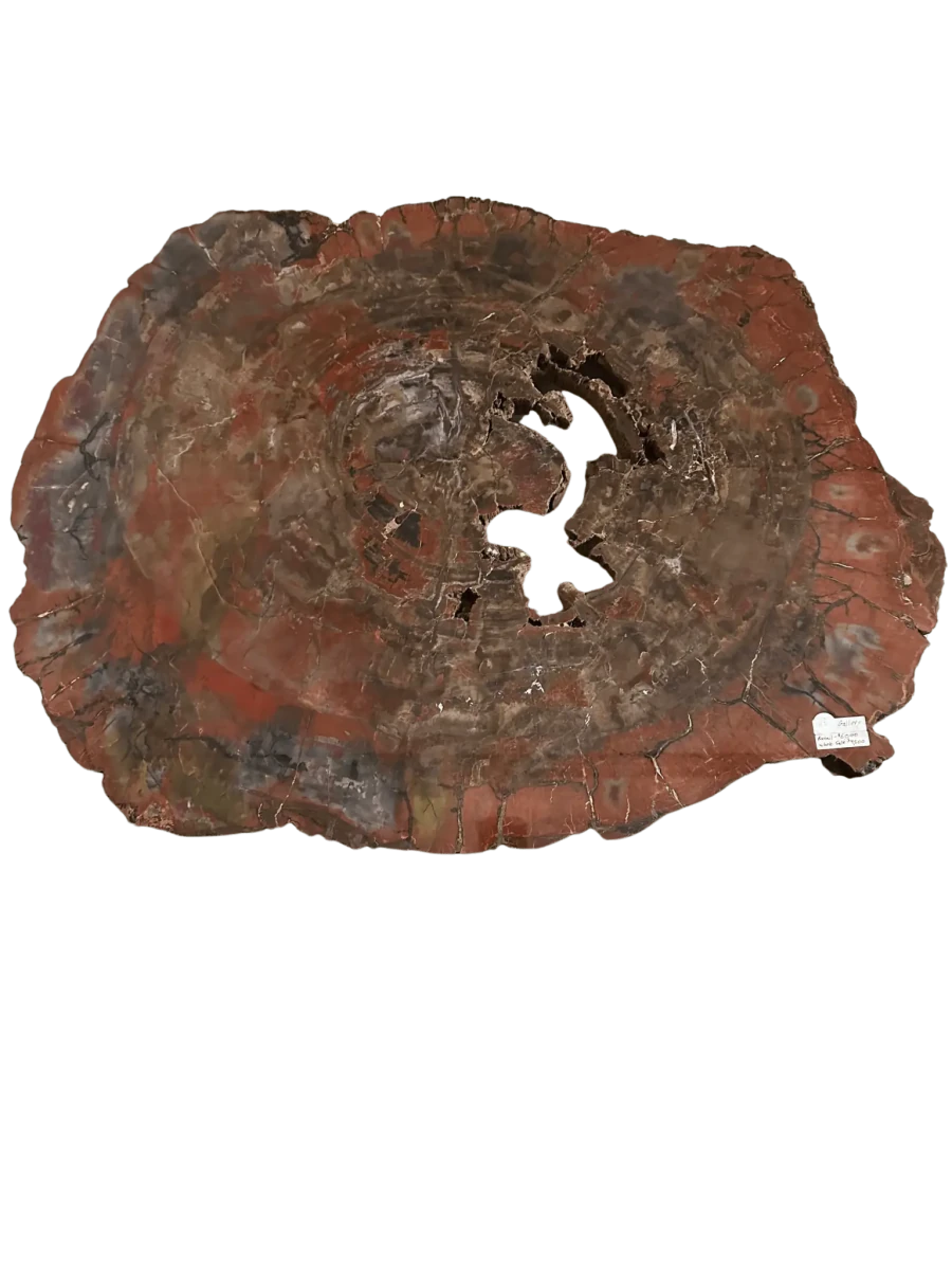 Large Arizona Petrified Wood Specimen