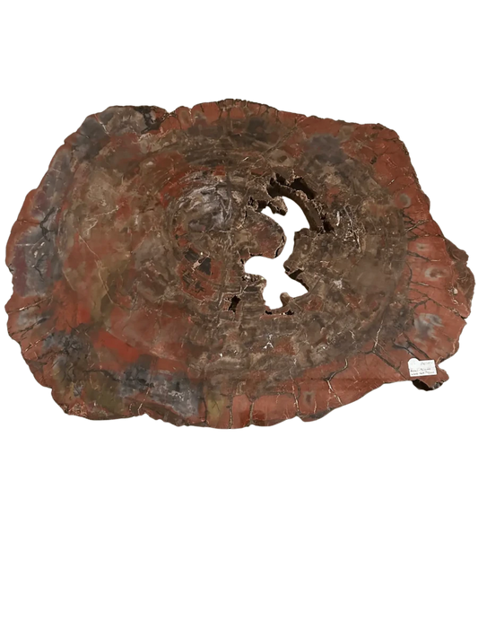 Large Arizona Petrified Wood Specimen