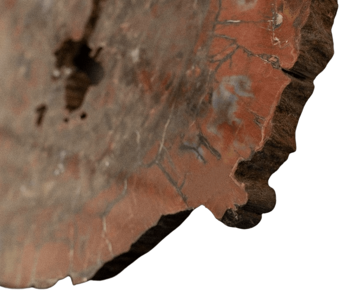 Large Arizona Petrified Wood Specimen