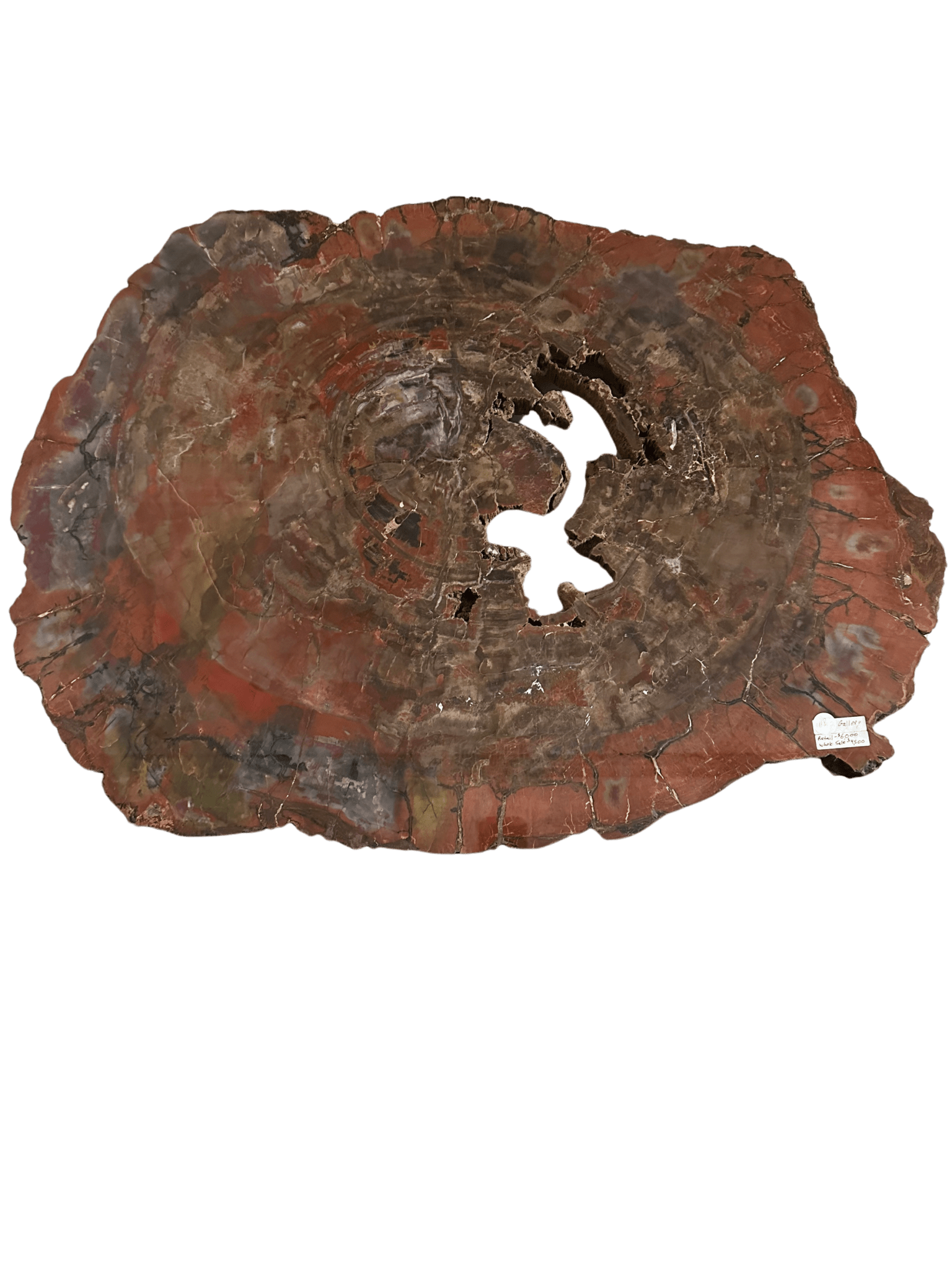 Large Arizona Petrified Wood Specimen