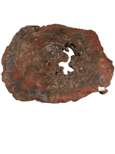 Load image into Gallery viewer, Large Arizona Petrified Wood Specimen
